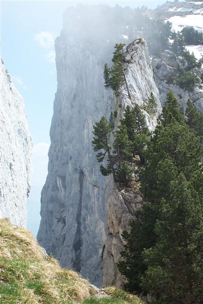 chartreuse20.jpg