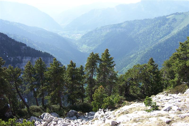 chartreuse21.jpg