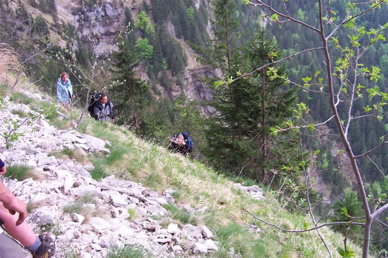 chartreuse40.jpg